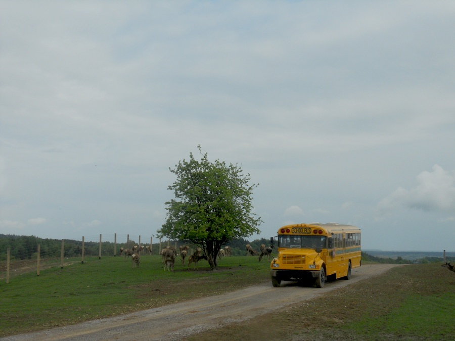 International 3800 T444E / Blue Bird Conventi 02 Ba�towski Park Jurajski